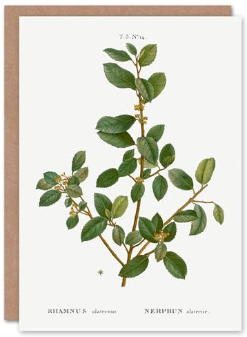 Artery8 Pierre-Joseph Redouté Art Card Italian Buckthorn Vintage Botanical