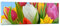 Panorama Bilder auf Glas Tulpen Blumenstrauß Blumen Tau Glasbild 90x30cm Wandbilder Dekoration Wohnzimmer Schlafzimmer Küche Klein Wanddeko Bild im Glas Wand Kunstdruck Art Modern GAB90x30-2526