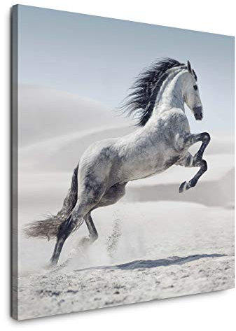 EAUZONE GmbH Weißes Pferd 60x60cm Wandbild auf Leinwand, Kunstdruck Moderne Bilder