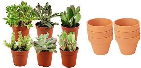 ZynesFlora Succulentes Naturelles en pot de fleurs terre cuite Ø 8.1 cm - Lot de 6 - Hauteur: 5-10 cm - Mélange de Succulentes Petite Variétés Diverses Plantes Grasses d'Intérieur