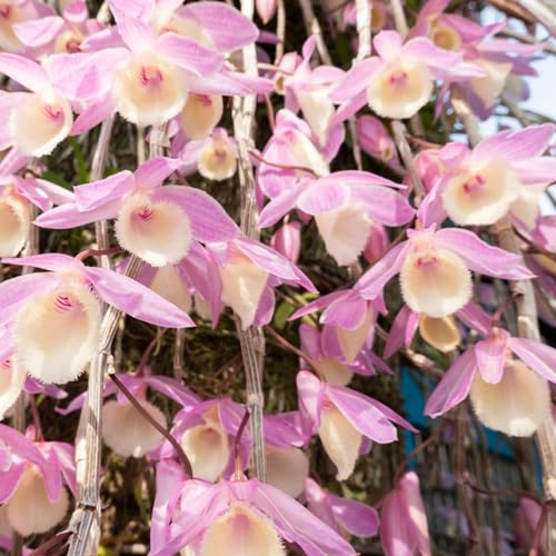 25 pcs Dendrobium samen - pflanzensamen winterfeste pflanzen für garten orchideen orchidee,Dendrobium nobile balkonpflanzen winterhart winterharte balkonpflanzen plant winterfeste