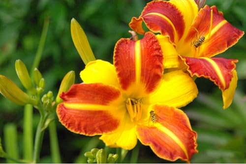 Taglilien - Pflanze Mit Gutem Wachstum Gemischt - Taglilien Zwiebeln , Gartenarbeit Winterhart MehrjäHrig Eine Starke