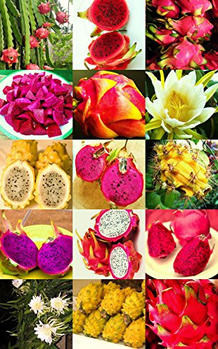 PITAYA FRUIT MIX essbaren hylocereus Früchte Kaktus Kakteen saftig Samen 1000 Samen
