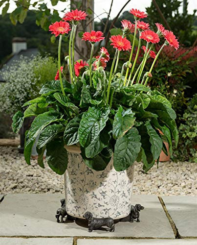 Potty Feet Dachshund Figures Plant Pot Feet - Planter Support - Handmade Decorative Ornaments - 3pcs