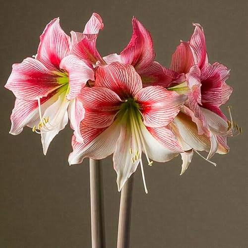Amaryllis Zwiebel, leuchtende Blüten, Topfpflanze,Zwiebel, Winterhart,Exklusive Blumenzwiebeln,Echte Hippeastrum Zwiebeln,Gartenpflanze,Winterhart Mehrjährig-3zwiebeln-A