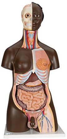 3B Scientific B37 afrikanisches Deluxe-Torso-Modell, in Luxus-Ausführung, zweigeschlechtlich, 24-teilig + kostenlose Anatomie App - 3B Smart Anatomy