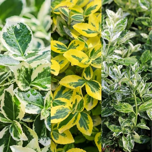 Carbeth Plants - Euonymus fortunei 3 x Plant Mix - Hardy Evergreen Spindle Tree Garden Shrubs - Low Maintenance Outdoor Hedging Plants - Ideal for Beds, Borders and Patio Pots