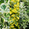 Carbeth Plants - Euonymus fortunei 3 x Plant Mix - Hardy Evergreen Spindle Tree Garden Shrubs - Low Maintenance Outdoor Hedging Plants - Ideal for Beds, Borders and Patio Pots