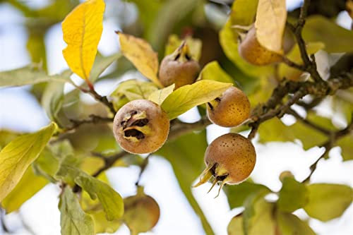 Mespilus germanica 60-100 cm - Mispelbaum, weiße Blüten, Blütezeit Mai, essbare Früchte, ideal für Gärten, pflegeleicht und winterhart