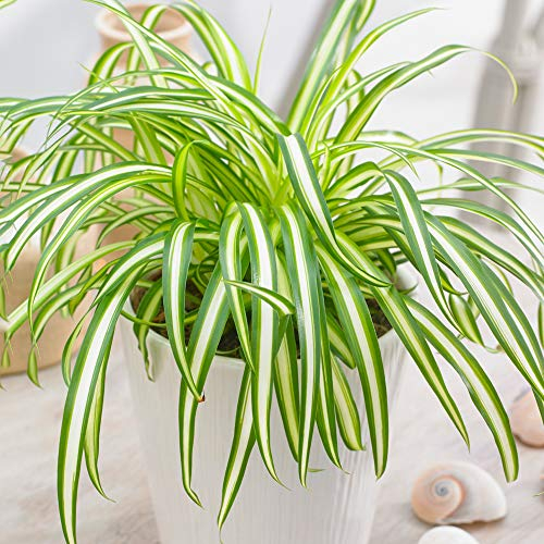 Chlorophytum Variegatum - Pianta Ragno | Regalo Pianta da Interno (20-30 cm)