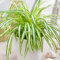 Chlorophytum Variegatum - Planta Araña | Regalo Planta de Interior (20-30 cm Maceta Incluida)