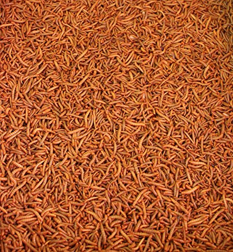 Mehlwürmer lebend 100g aus Deutscher Zucht