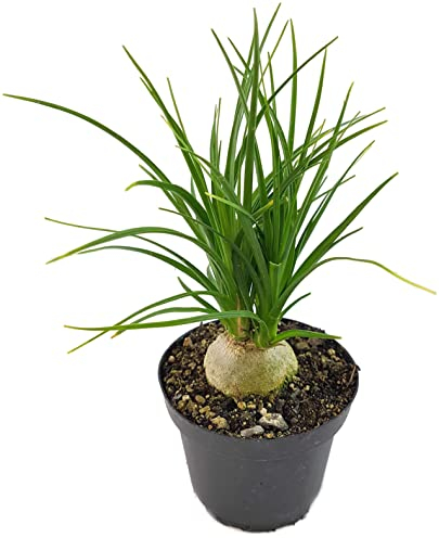 Fangblatt - Nolina Recurvata Ø 9 cm Topf - Elefantenfuß/Flaschenbaum - außergewöhnliche Zimmerpflanze