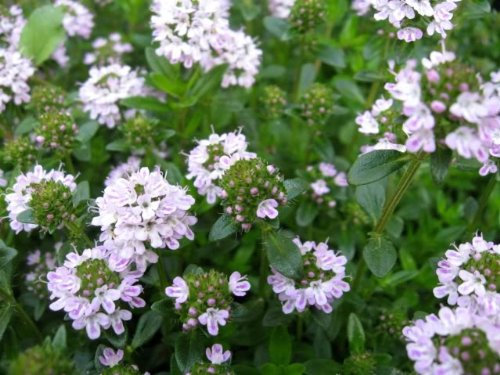 150 semi strisciante santoreggia Satureja Montana Herb Flower