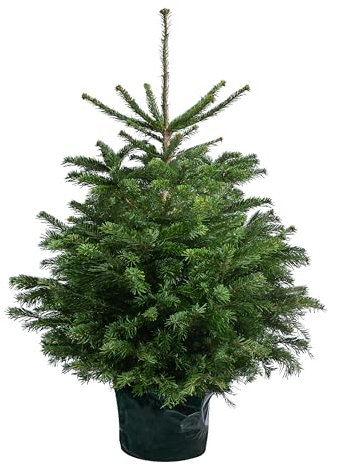 Dehner Nordmann-Tanne, im Topf gewachsen, B-Sortierung, ca. 100-125 cm, 7.5 l Topf, Weihnachtsbaum