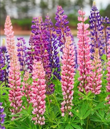 NO-GMO 280 Samen, Lupine Flower Garden Samen Texas Blue Bonnet Perennial Wildflower Gardening Samen Heirloom Samen