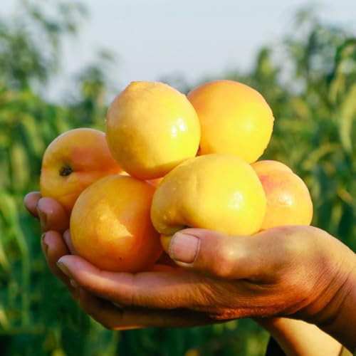 pfirsichbaum winterhart samen - obstbäume, biosaatgut säulenobstbäume, gartensamen kletterpflanzen winterhart, säulen obstbäume pflanze, exotische früchte hochbeet, säulenobst 30pcs