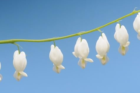 Tränendes Herz weiß Dicentra spectabilis 10 Samen