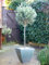 Olive Tree (Olea Europaea) 1/2 Standard