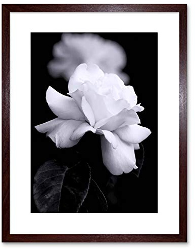Wee Blue Coo Photo Nature Black White Rose Petal Flower Framed Wall Art Print