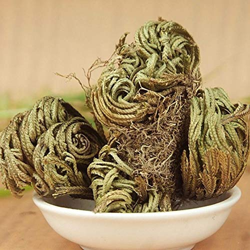 Portal Cool Jericho Resurrezione Rose impianto Rose Of Jericho Dinosaur fabbrica