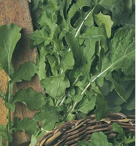 Peyca Semillas Aromáticas - Rúcula Selvatica - Mascarell