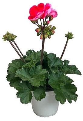 Geranio Planta Natural de Exterior - Maceta de 14 cm