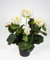 Seidenblumen Roß Künstliche Geranie im Topf 35cm LM Kunstblumen künstliche Pelargonium Blumen Pflanzen (Weiß-Creme)