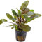 PlantasAcuario Planta acuática CRYPTOCORYNE WALKERII, planta de acuario viva y natural para acuarios plantados en maceta de 5cm