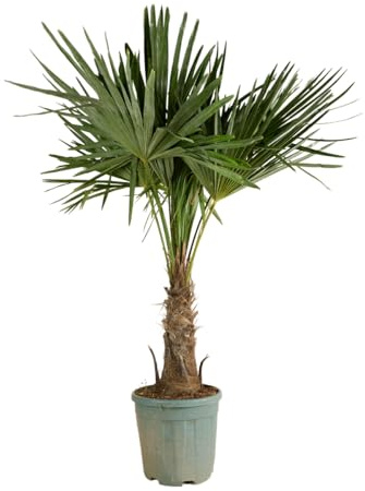 Bloomique - Trachycarpus fortunei - Palma a ventaglio cinese - Palma resistente - Piante da giardino - Alta 140-170 cm - Vaso 30 cm