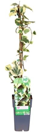 Garden Center Shop | Plantas Trepadoras Naturales | Bignonia, Wisteria, Jazmín Estrella, Madreselva, Passiflora, Hiedra (Hedera Dentata Variegata)