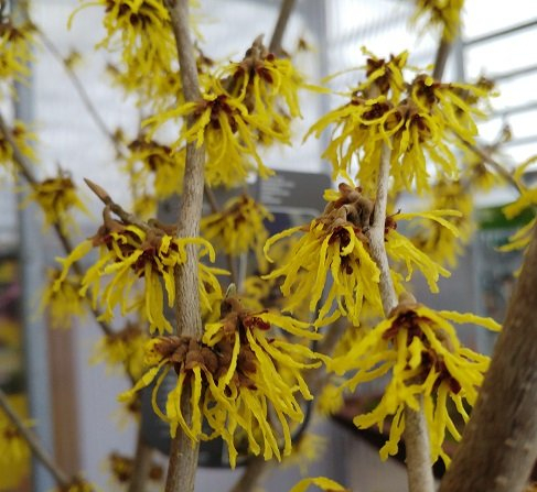 Gelbe Zaubernuss `Arnold Promise´, Hamamelis xintermedia, ca. 60cm, im Topf