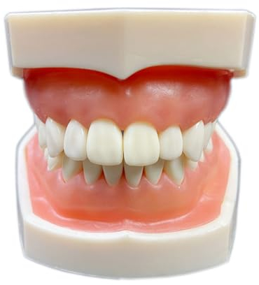 UPIKIT 28PCS Dental Resin Zähne Typodont Modell Kunststoff Ersatz Zähne Lehrmodell Zahnmedizin Labor Produkt