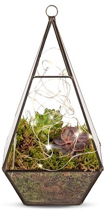 Organic Terrarium with Succulents – Indoor Terrarium – Fresh Plants - Birthday, Anniversary, Get Well, Thank You, Occasion Flower - Plant for Home Décor, Gifts, Weddings, Sympathy, Celebrations