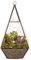 Organic Terrarium with Succulents – Indoor Terrarium – Fresh Plants - Birthday, Anniversary, Get Well, Thank You, Occasion Flower - Plant for Home Décor, Gifts, Weddings, Sympathy, Celebrations
