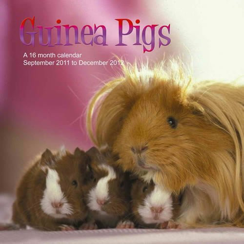 Guinea Pigs 2012 Wall Calendar #ANM06