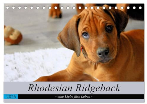 Rhodesian Ridgeback - eine Liebe fürs Leben (Tischkalender 2026 DIN A5 quer), CALVENDO Monatskalender: Entweder man liebt ihn oder man liebt ihn nicht. (CALVENDO Tiere)
