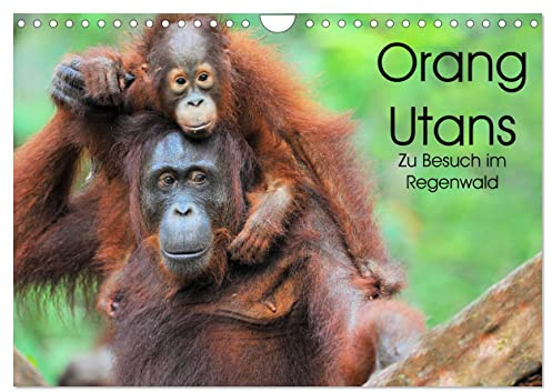 Orang Utans: Zu Besuch im Regenwald (Wandkalender 2026 DIN A4 quer), CALVENDO Monatskalender: Faszinierende Einblicke in das Leben der Waldmenschen Borneos, Indonesien (CALVENDO Tiere)