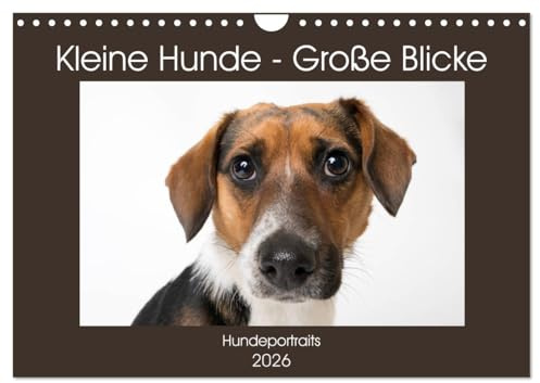 Kleine Hunde - Große Blicke (Wandkalender 2026 DIN A4 quer), CALVENDO Monatskalender: Diese Hunde werden Sie mit ihren Blicken verzaubern! (CALVENDO Tiere)