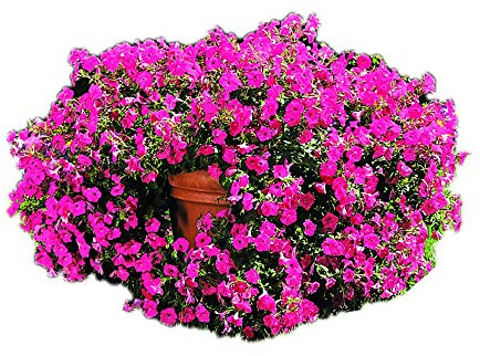 Park Seed Hot Pink Hybrid Petunia – 2.5–4 Inch Vibrant Tropical Blooms, Tidal Wave Series with Trailing or Mounding Habit, Botrytis-Resistant and Long-Blooming for Beds or Baskets – Pack of 10