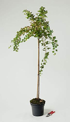 Stachelbeere Hinnonmäki gelb - Ribes uva-crispa Hinnonmäki gelb 80-90 cm hoch Hochstamm - Garten von Ehren