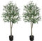 YOLEO 5FT Artificial Olive Tree Faux Silk Olive Plant with Lifelike Leaves Fake Tree for Home Office Indoor Decor（2 Pack）