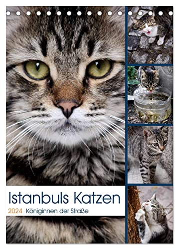 Istanbuls Katzen (Tischkalender 2024 DIN A5 hoch), CALVENDO Monatskalender: Katzenportraits aufgenommen in Istanbul. (CALVENDO Tiere)