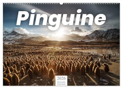 Pinguine - Die sympathischen Frack-Träger (Wandkalender 2026 DIN A2 quer), CALVENDO Monatskalender: Süße Tiere zum verlieben! (CALVENDO Tiere)