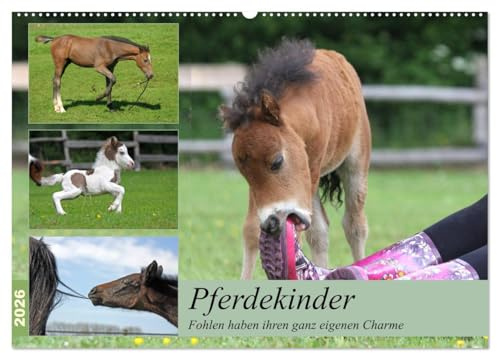 Pferdekinder - Fohlen haben ihren ganz eigenen Charme (Wandkalender 2026 DIN A2 quer), CALVENDO Monatskalender: Fohlen verzaubern jeden der sie sieht ... seinen besonderen Charme. (CALVENDO Tiere)
