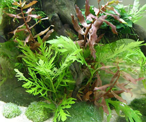 Mühlan - Wasserpflanzensortiment für Kaltwasserquarium, wiederstandsfähig, schnellwachsend, Pflegeleichte Aquariumpflanzen + Wasserpflanzendünger