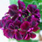 200pcs / Bag Gerani rari Misto semi di semi di colore Bonsai semi di Fiore Appleblossom Rosebud Pelargonium perenne Fiore 3