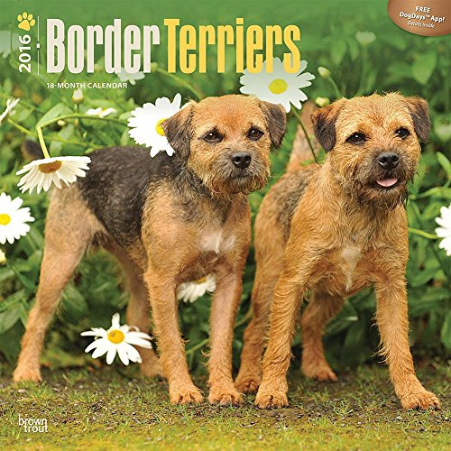 Border Terriers 2016 - 18-Monatskalender mit freier DogDays-App: Original BrownTrout-Kalender [Mehrsprachig] [Kalender] (Wall-Kalender)