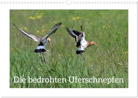 Die bedrohten Uferschnepfen (Wandkalender 2026 DIN A3 quer), CALVENDO Monatskalender: Naturdokumentation des ganz alltäglichen Lebens der Uferschnepfen. (CALVENDO Tiere)
