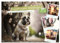 Französische Bulldoggen (Wandkalender 2026 DIN A2 quer), CALVENDO Monatskalender: Die französische Bulldogge ist eine kleine bis mittel große ... und muskolösen Körperbau. (CALVENDO Tiere)